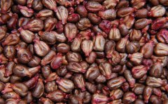 葡萄籽粉一天吃多少合適(葡萄籽粉什么時(shí)候吃比較好)