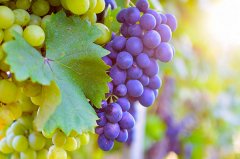 藍莓粉原料廠家供應（等滲等壓技術(shù)提取的藍莓粉）