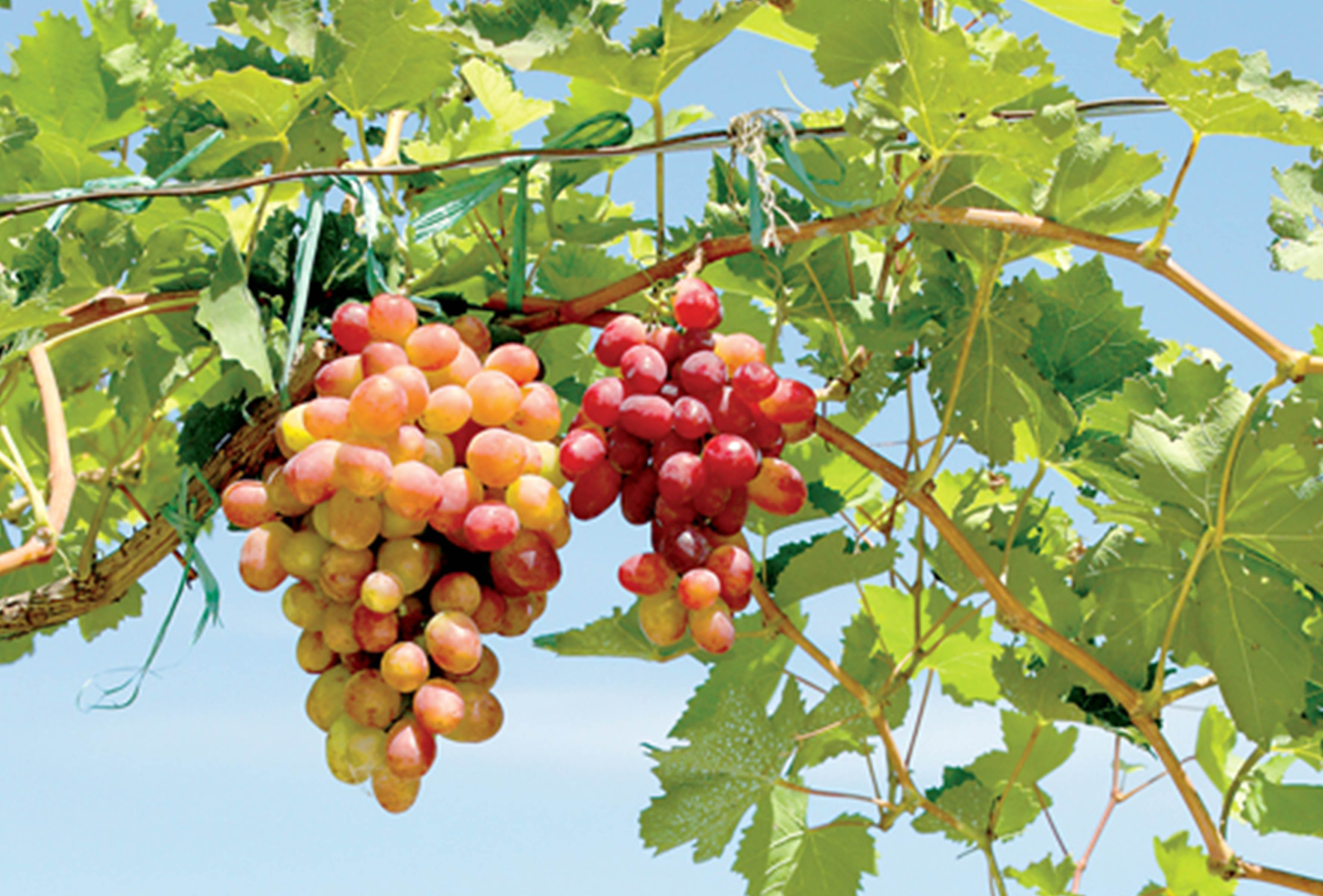 <b>常青藤教你葡萄籽粉怎么吃，以及它的功效</b>