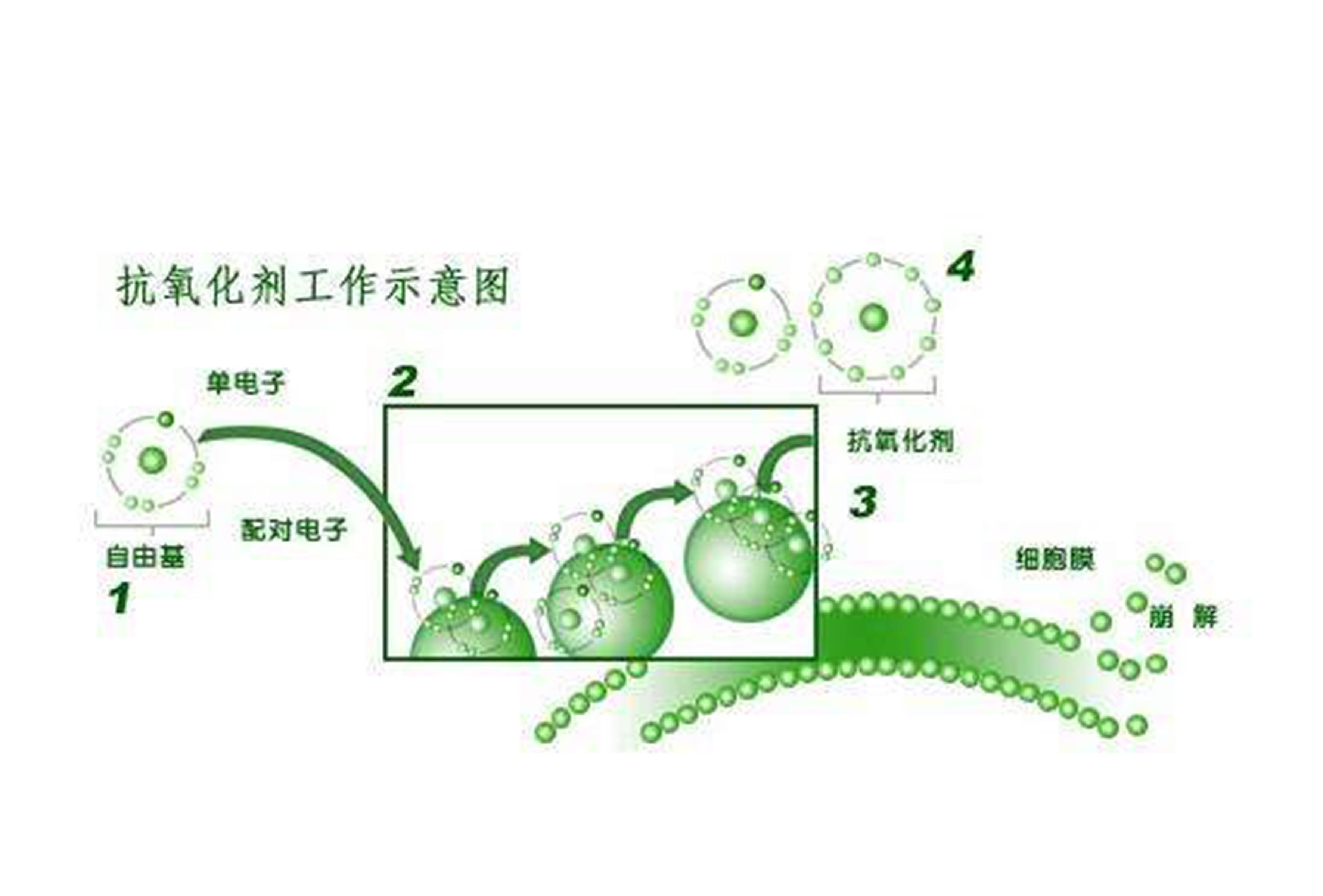 <b>什么是抗氧化？人體抗氧化有沒有用？</b>