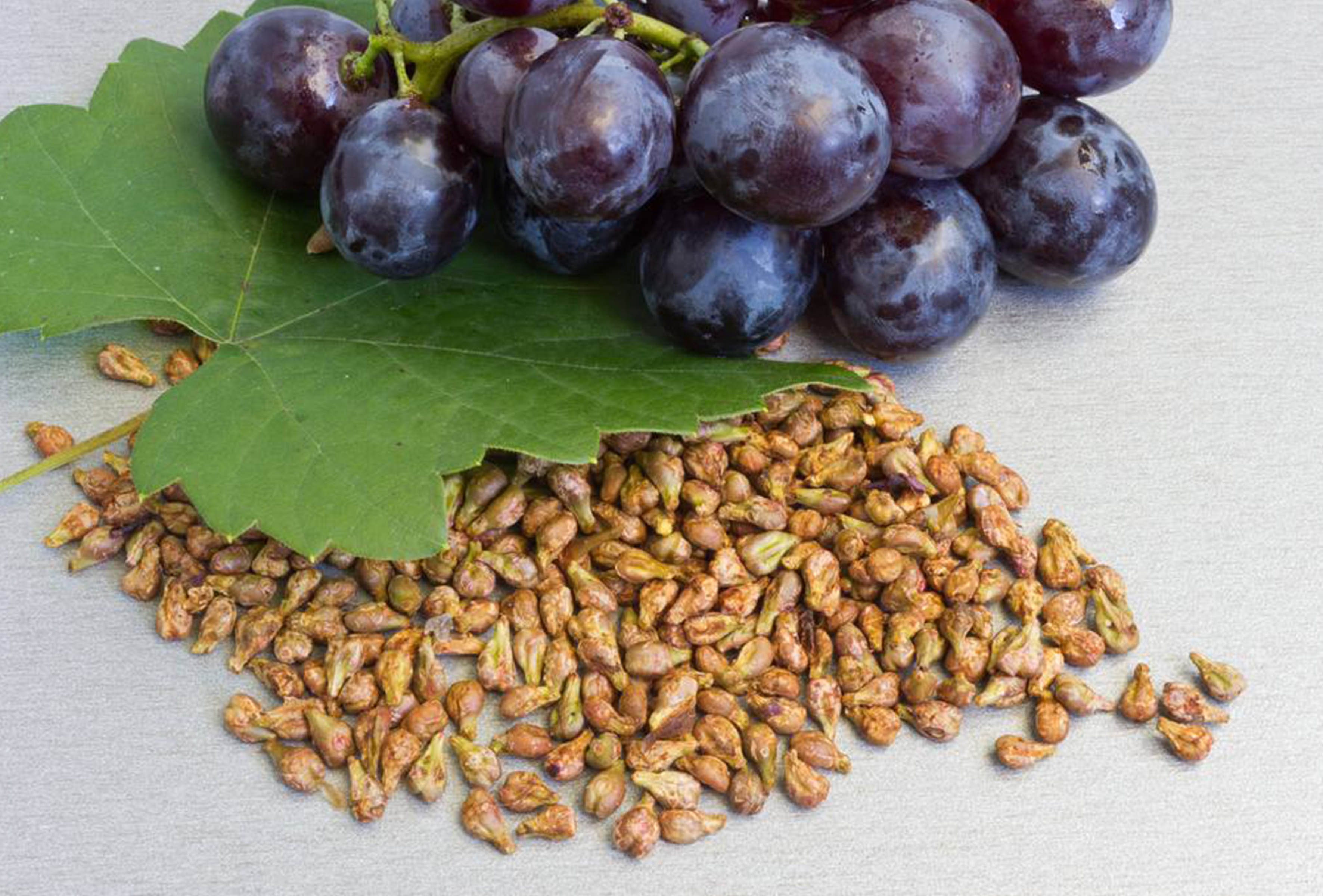 <b>葡萄籽的功效以及作用是什么？</b>